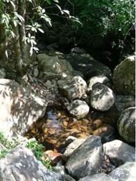 A stream of water in a forest

AI-generated content may be incorrect.