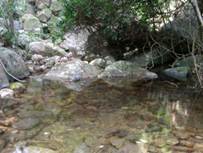 A stream with rocks and trees

AI-generated content may be incorrect.