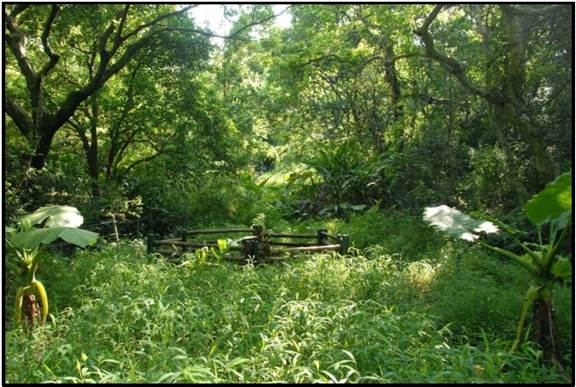 A green forest with trees and a wheel

AI-generated content may be incorrect.