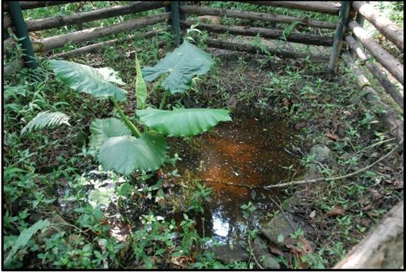 A small pond in a wooded area

AI-generated content may be incorrect.