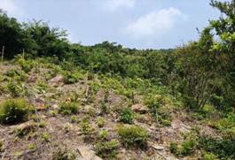 A grassy hill with bushes and trees

Description automatically generated