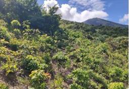 A green hill with trees and blue sky

Description automatically generated