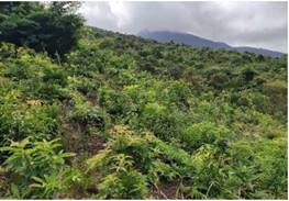 A green hill with trees and mountains in the background

Description automatically generated