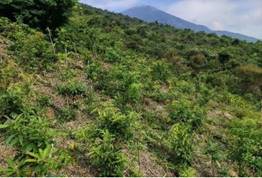 A green hill with trees and mountains in the background

Description automatically generated