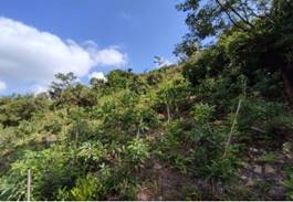 A green hill with trees and blue sky

Description automatically generated