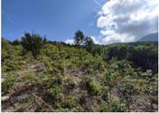 A green hill with trees and blue sky

Description automatically generated