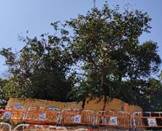 A tree with green leaves

AI-generated content may be incorrect.