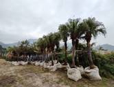 A row of palm trees

AI-generated content may be incorrect.