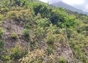 A green and brown hillside with trees

AI-generated content may be incorrect.