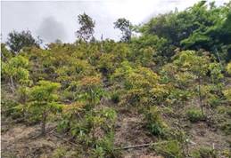 A green bushes on a hill

AI-generated content may be incorrect.