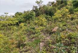A green and brown vegetation

AI-generated content may be incorrect.