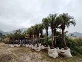 A row of palm trees

AI-generated content may be incorrect.