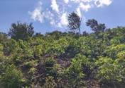 A green hill with trees and blue sky

AI-generated content may be incorrect.