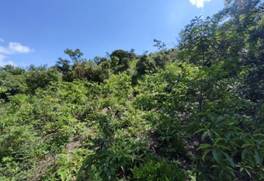 A green vegetation on a hill

AI-generated content may be incorrect.