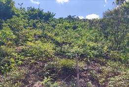 A green hill with trees and blue sky

AI-generated content may be incorrect.