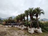 A row of palm trees

AI-generated content may be incorrect.