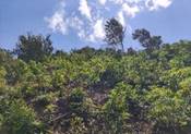 A green hill with trees and blue sky

AI-generated content may be incorrect.