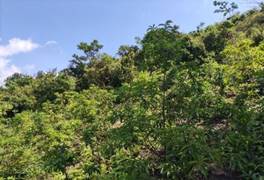 A green trees on a hill

AI-generated content may be incorrect.