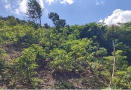 A green bushes on a hill

AI-generated content may be incorrect.