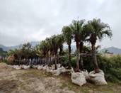 A row of palm trees

AI-generated content may be incorrect.