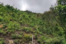 A green hill with bushes and trees

AI-generated content may be incorrect.