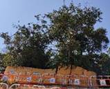 A tree with many branches

AI-generated content may be incorrect.