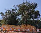 A tree in the middle of a fence

AI-generated content may be incorrect.